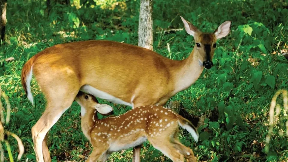 A doe stands in a forest while her spotted fawn nurses beneath her.