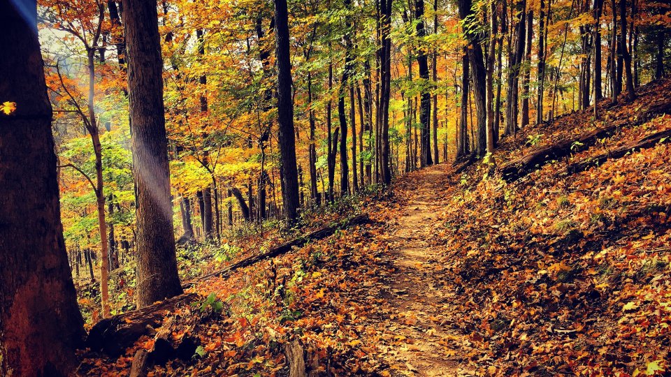 Leaf-covered forest trail winding through trees with vibrant fall foliage and sunlight filtering through.