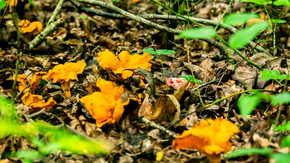 Orange mushrooms popping up through the dense forrest floor