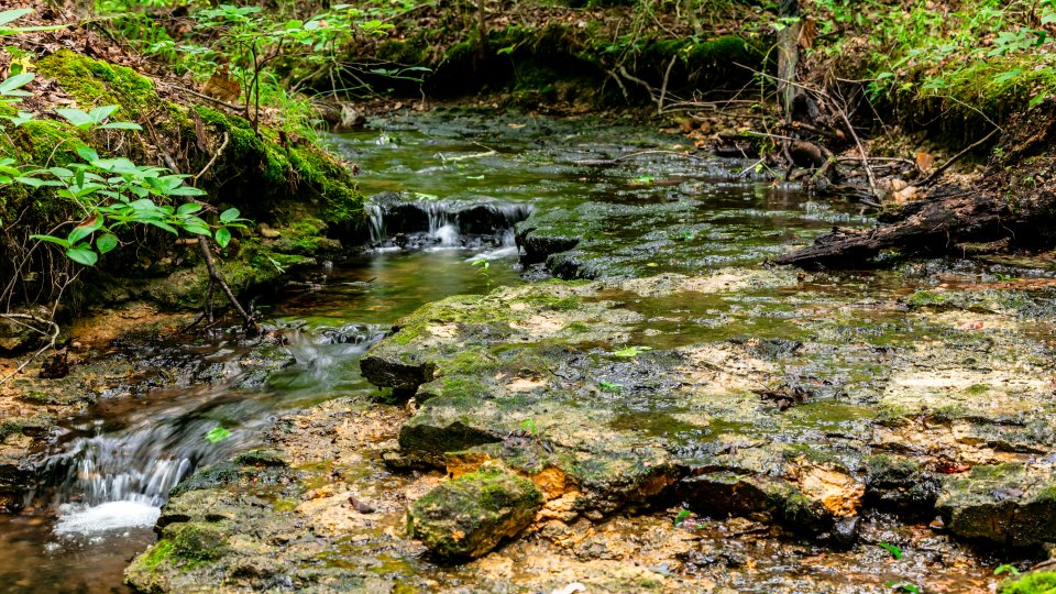 A small creek surrounded by lush forrest
