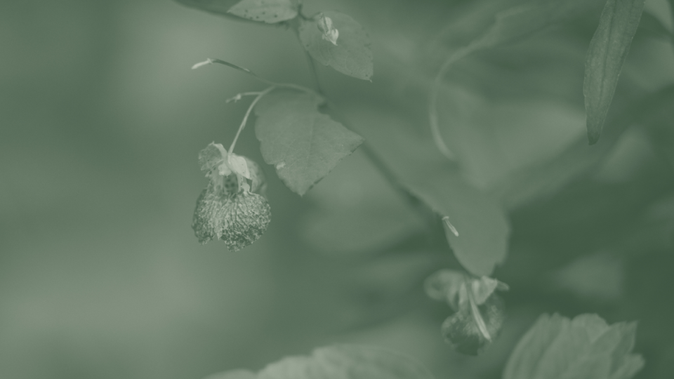 Close-up of a delicate, wilted flower with drooping petals and leaves, set against a softly blurred green background, conveying a serene and melancholic tone.