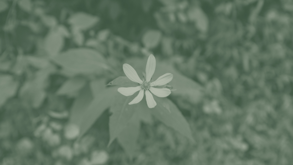 A sepia-toned photo of a single daisy with nine petals and a detailed center. It's surrounded by blurred leaves and grass, creating a tranquil and vintage feel.