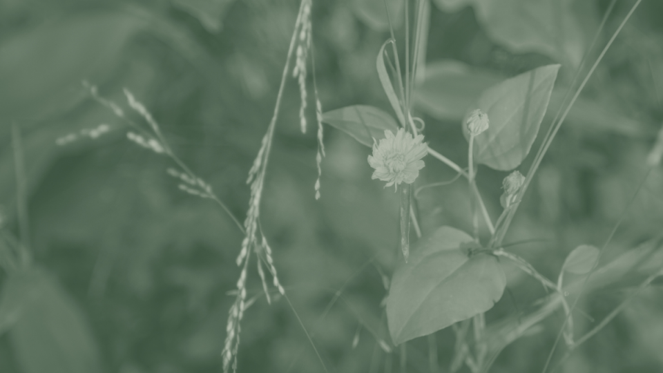 A monochrome image shows delicate wildflowers and grass in soft focus, conveying a calm and natural atmosphere.