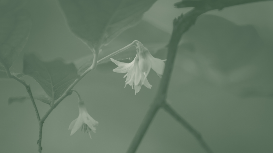 Two delicate, bell-shaped white flowers hang from a slender stem with large leaves. The image has a soft greenish tint, creating a tranquil mood.