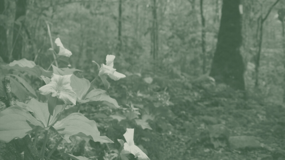 Trillium flowers bloom in a serene, green-tinted forest scene, with tall trees and a rocky path, evoking a peaceful, natural setting.