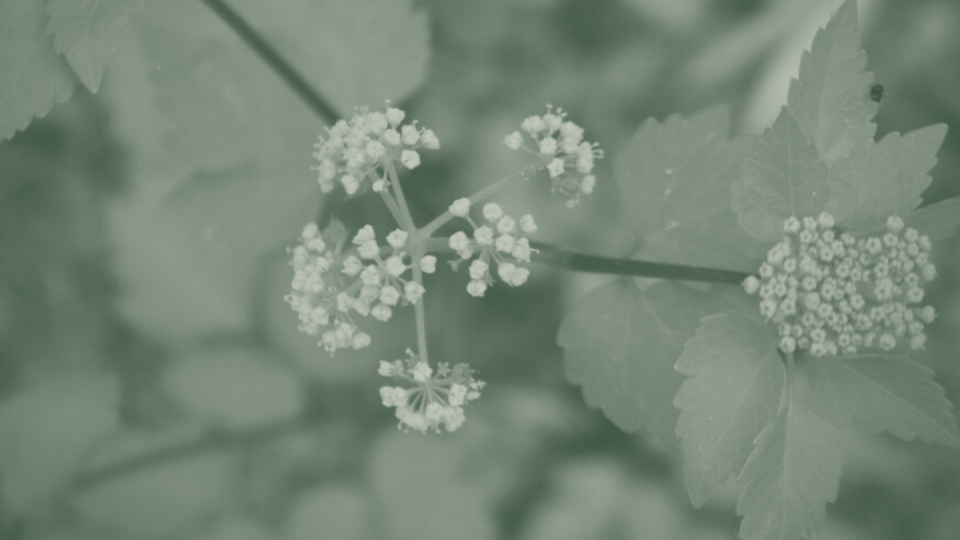 Close-up of delicate white flowers in a cluster, surrounded by jagged green leaves, in a soft, muted tone with a gentle, calming feel.
