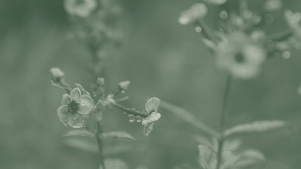 Close-up of small wildflowers with water droplets on petals, set against a blurred green background. The image conveys a serene, fresh atmosphere.