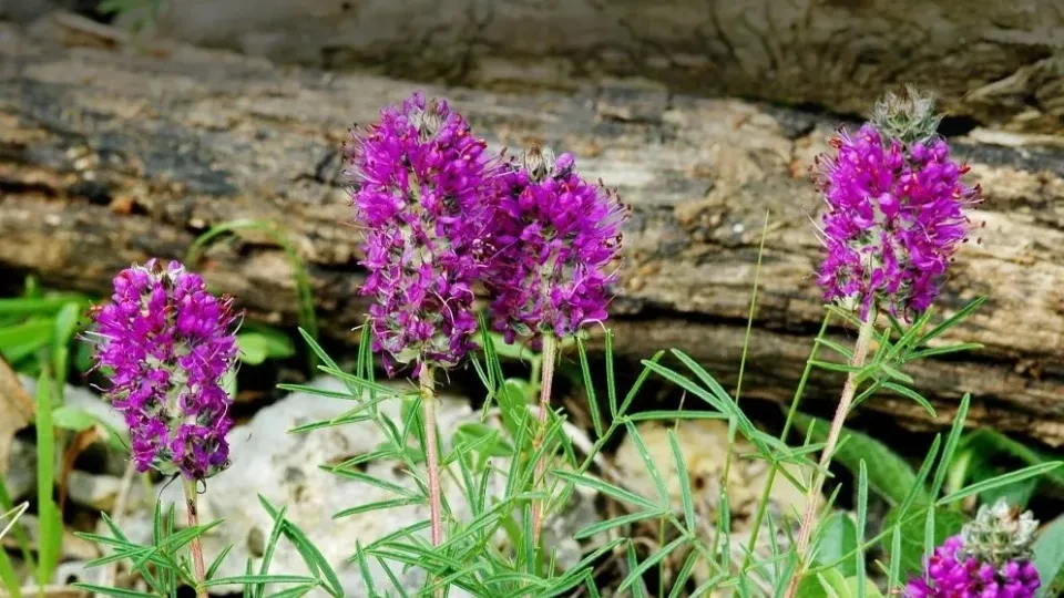 Purple wildflowers blooming among rocks and logs