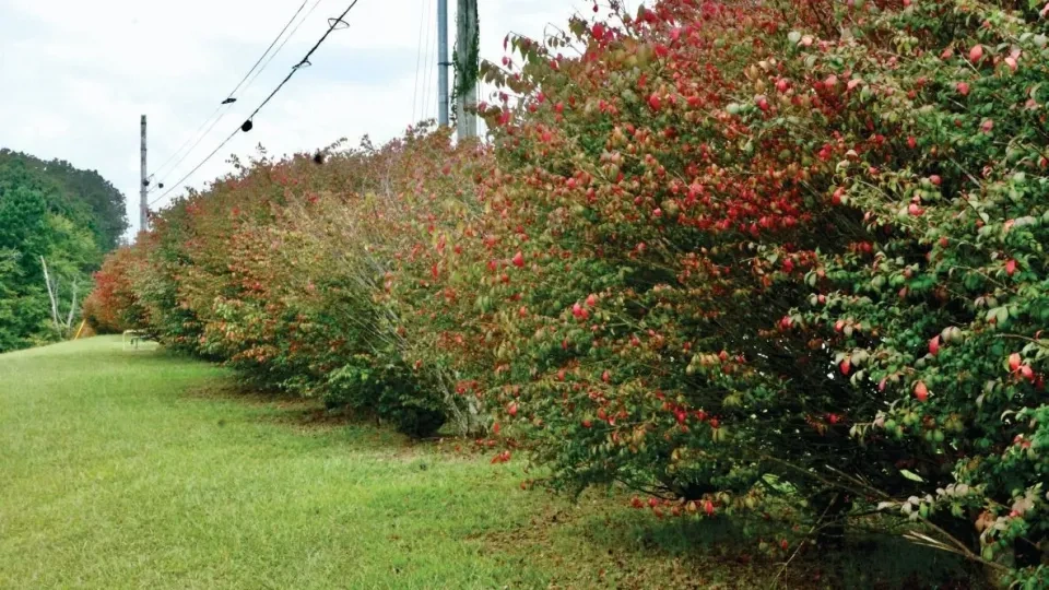 A long row of dense shrubs with red berries forms a hedge along a grassy roadside, with utility poles and lines running overhead.
