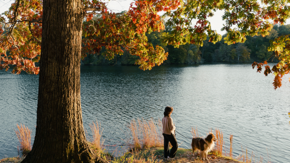 A person stands on a lakeshore holding a dog on a leash beneath a large tree with colorful fall leaves, looking out over the water.