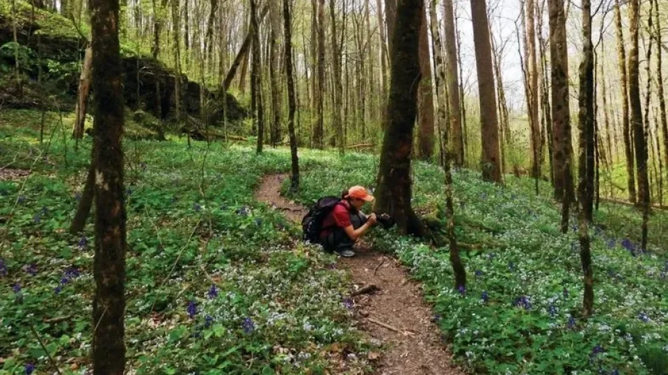 A person crouches on a forest trail photographing wildflowers, surrounded by tall trees and a carpet of spring blooms.
