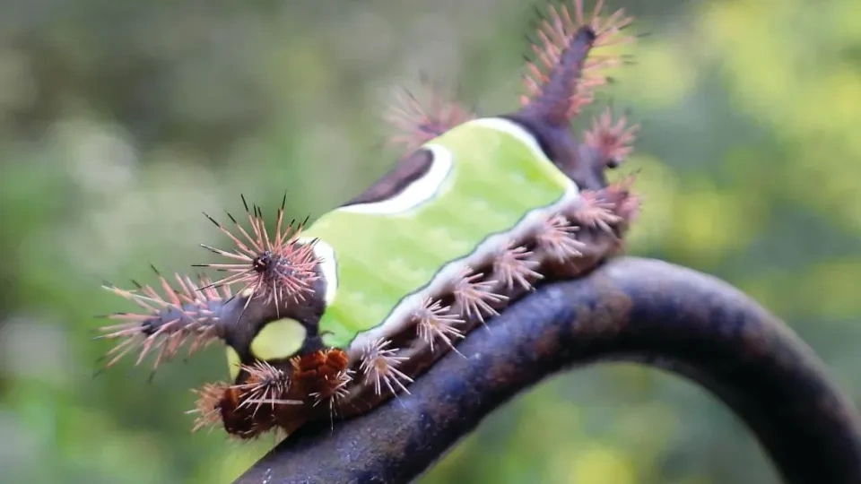Colorful spiny caterpillar perched on a curved branch.