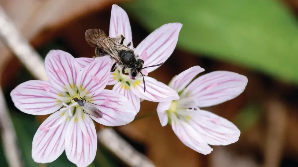 Bee on pink spring beauty wildflowers with delicate striped petals
