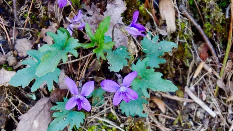 Small violet wildflowers bloom among green, lobed leaves and forest floor debris, including moss, twigs, and fallen leaves.
