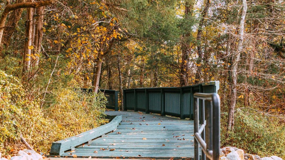 Wooden boardwalk winding through a forest with autumn leaves and dense trees.