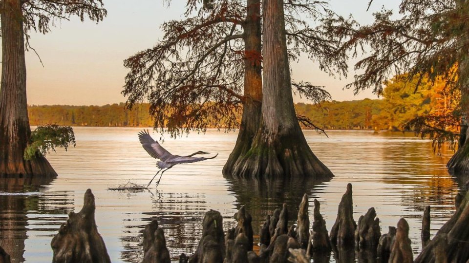 reelfoot_lake.jpg