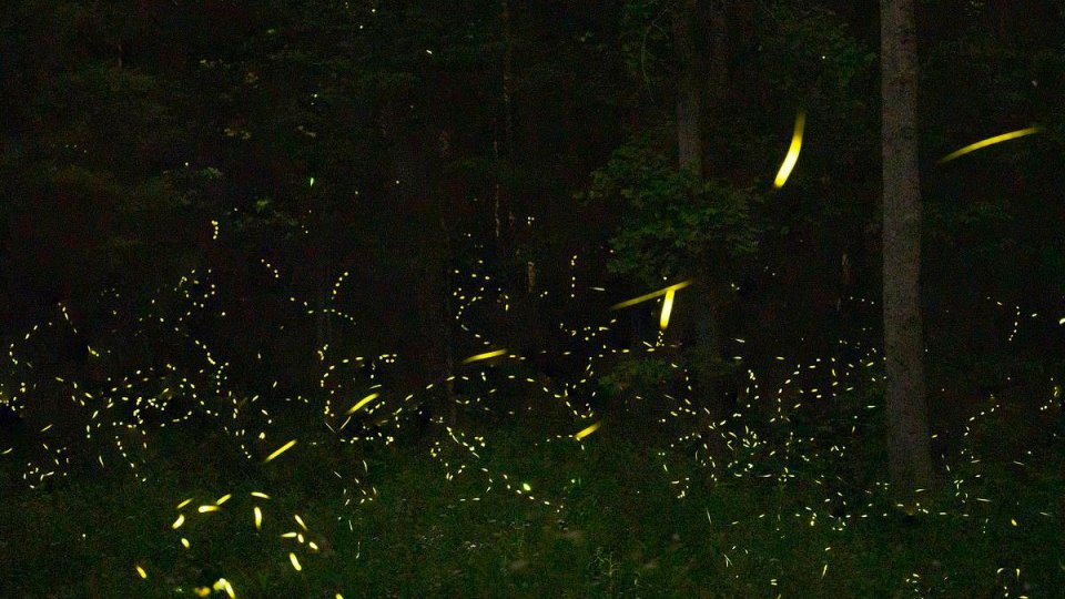 rocky_fork_firefly.jpg
