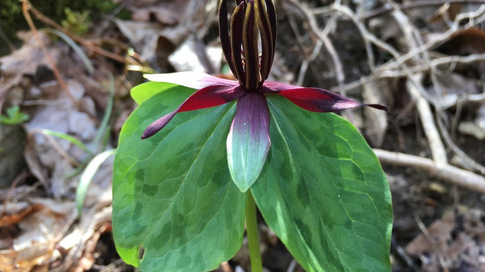 twisted_trillium.jpg