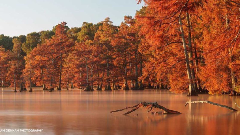 credit_jim_denham_photos_reelfoot_lake.jpg