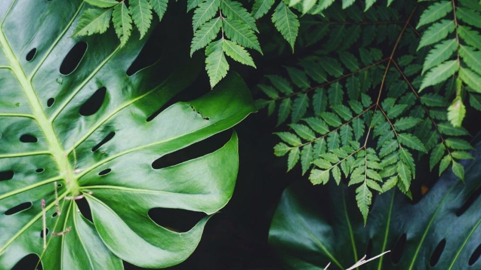 leaves_unsplash.jpg