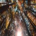 trees_unsplash.jpg