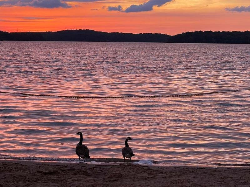 Two geese by a lake at sunset, with pink and orange sky reflections on the water.