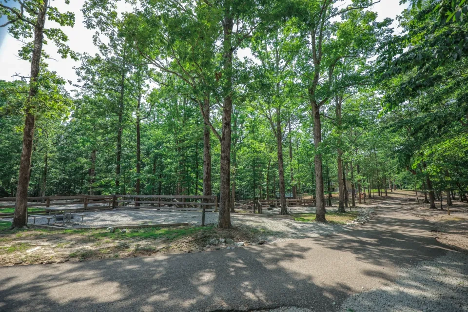 Sunny forest path with tall green trees and a wooden fence.