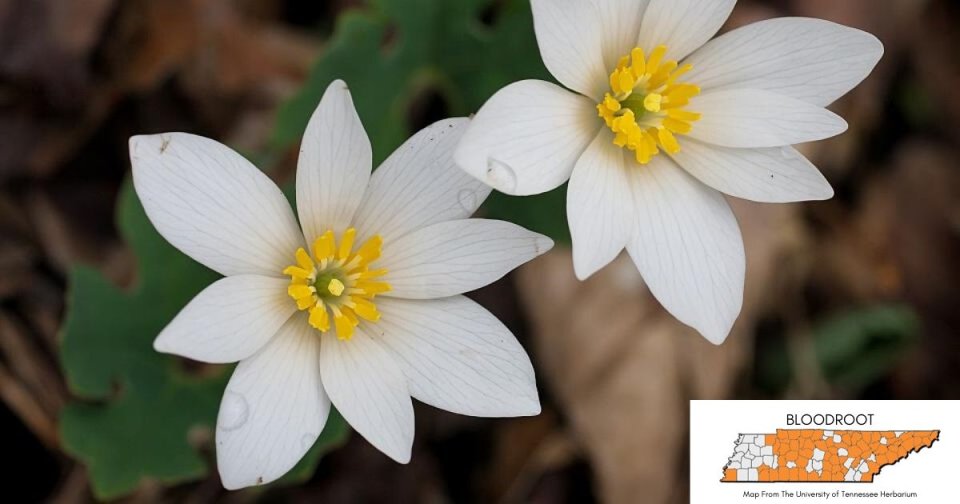 Two white bloodroot flowers with yellow centers against a brown leafy background.