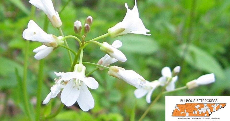 White wildflowers with a green foliage background.