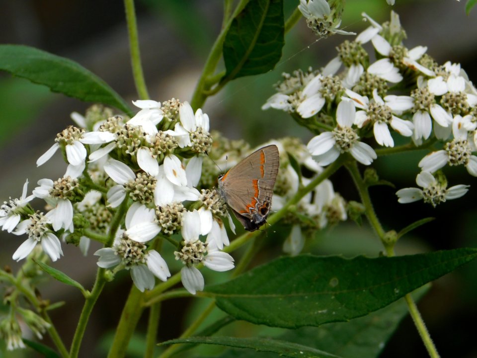 Small gray butterfly on white flowers with green leaves.
