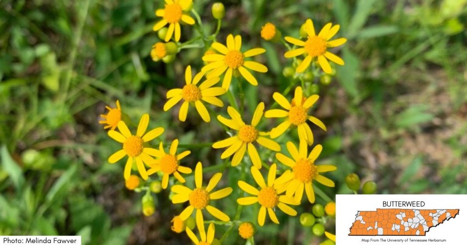 Bright yellow wildflowers blooming in a green field.