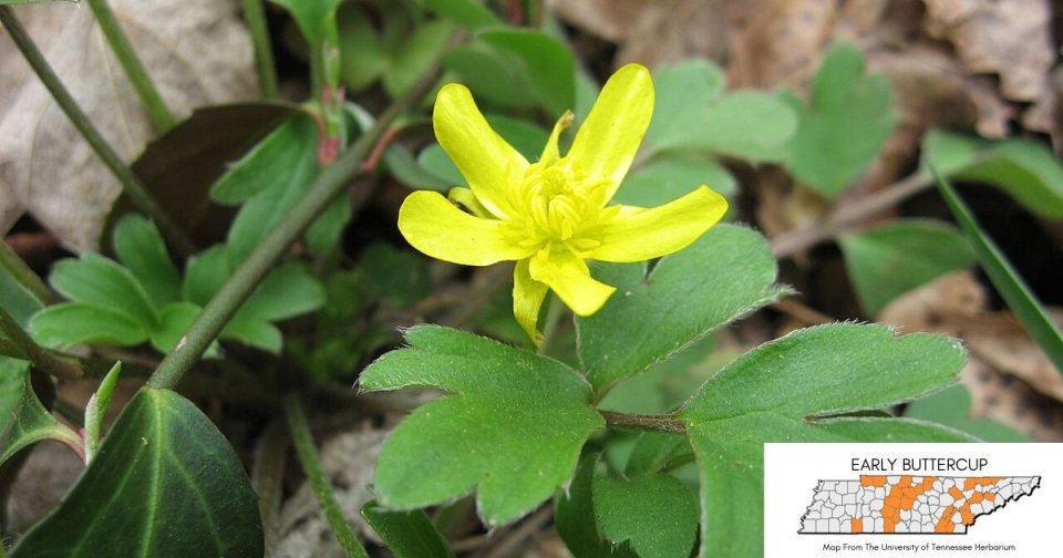 Bright yellow flower with green leaves on forest floor.