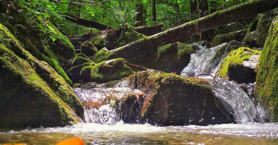 Small waterfall cascading over mossy rocks in a lush forest.