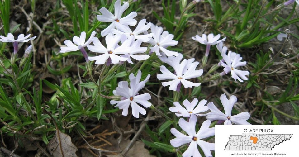 White phlox flowers blooming in green grass with inset location map.