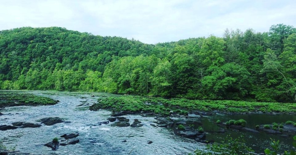 Lush green forest with a flowing river under a cloudy sky.