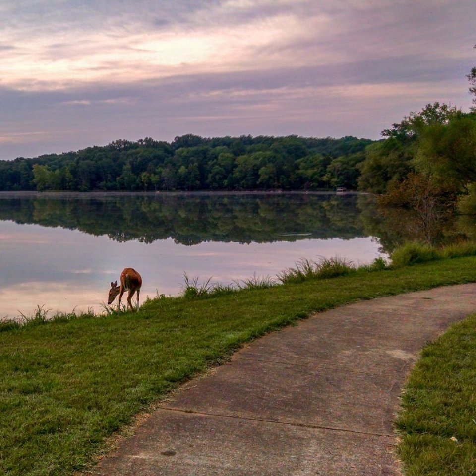 Dog drinking from a calm lake at twilight with forest in the background.