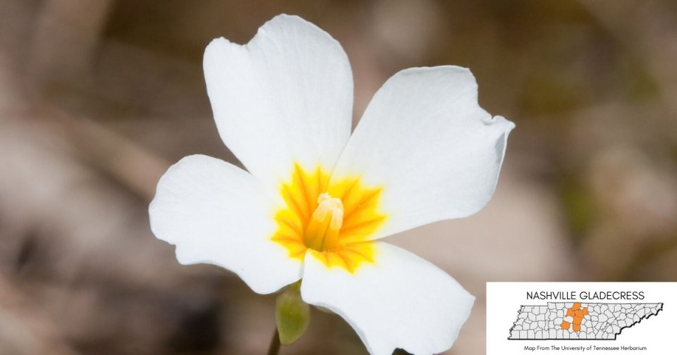 Close-up of a white flower with a yellow center against a blurred natural background.