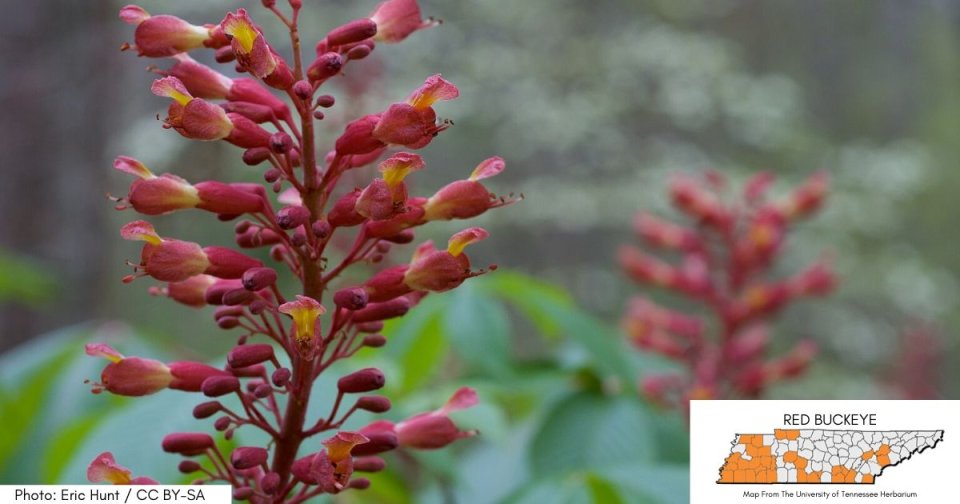 Red and pink blossoms on a plant with green leaves, blurred garden background.
