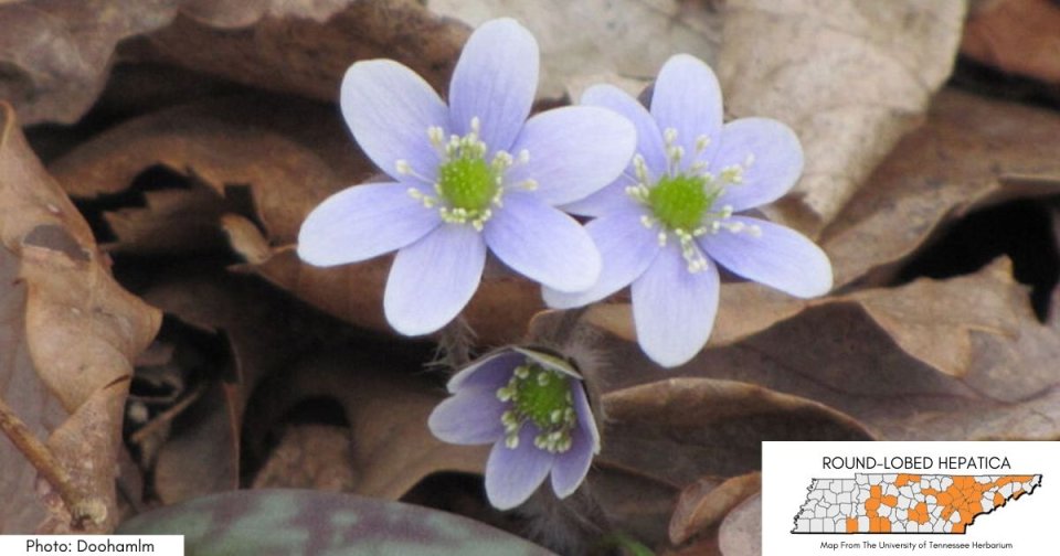 Three purple hepatica flowers blooming among dry leaves.