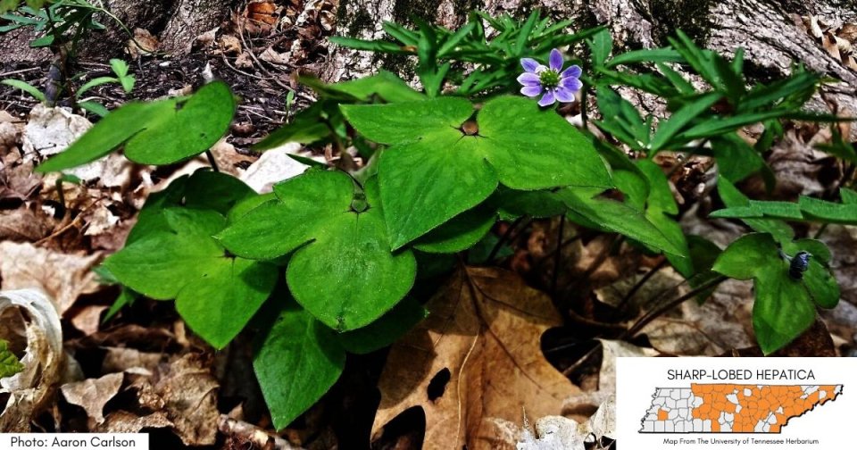 Wild violet plant blooming among leaf litter on forest floor.