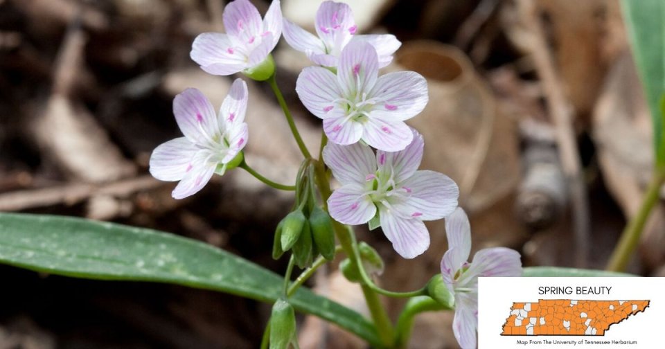 Spring beauty flowers blooming on forest floor with identification tag.