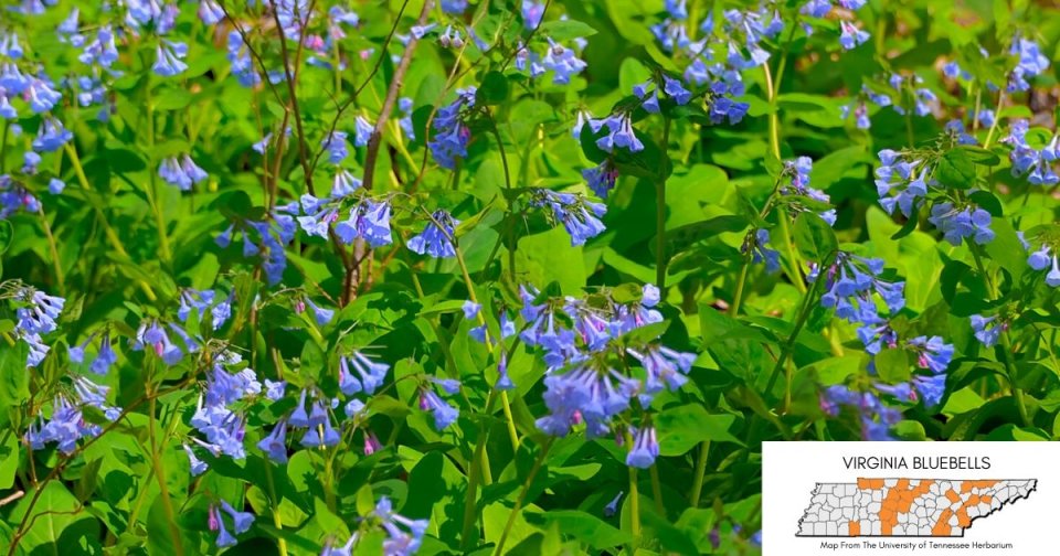 Vibrant field of blue and purple flowers with green leaves.