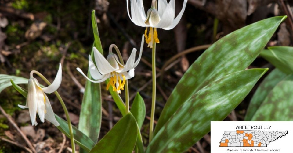White trout lily flowers blooming in a forest setting.