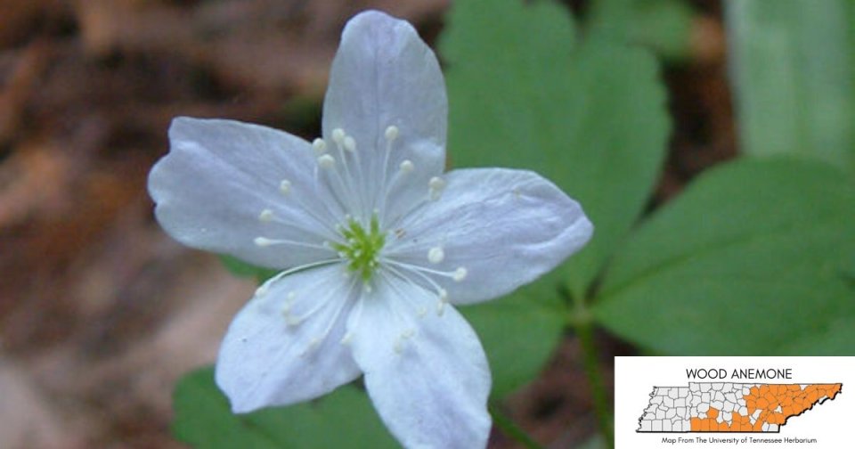 Close-up of a white wildflower with green leaves, blurred background.