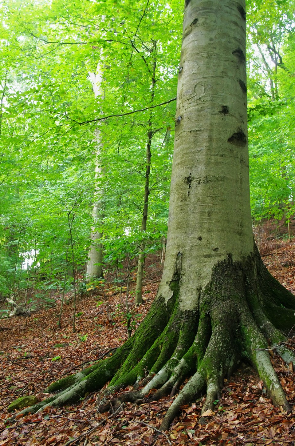 Large tree with sprawling roots in a dense green forest.