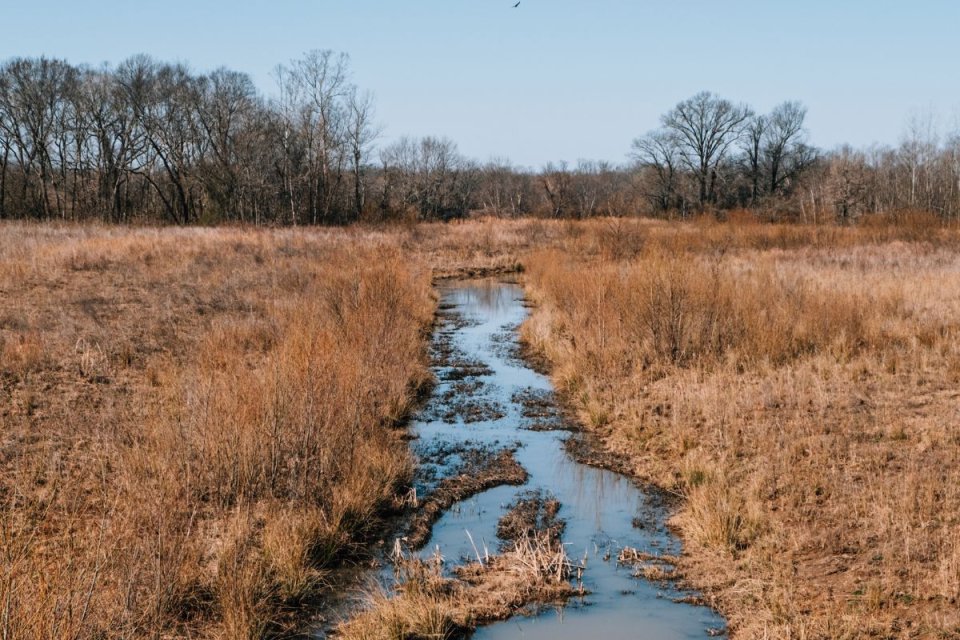 puddles of water surrounded by tall grass and mud