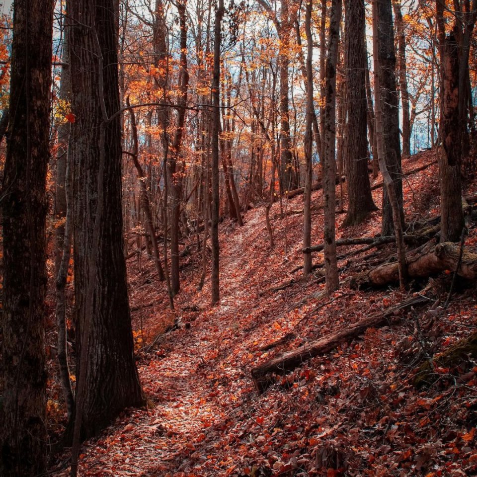 red and orange leaves covering a dirt trail in a forest