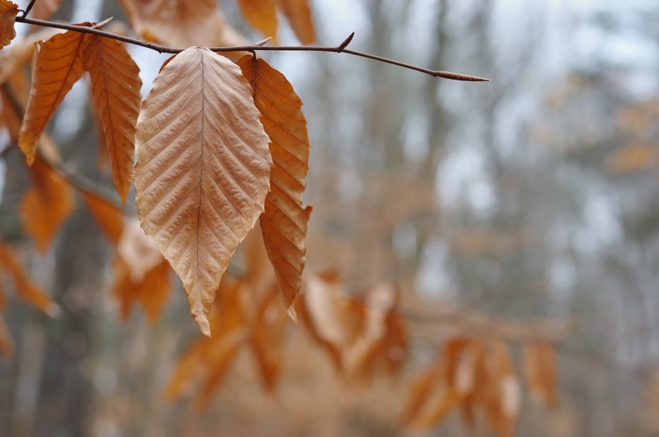 beechwinterleaves_janol_h01.jpg
