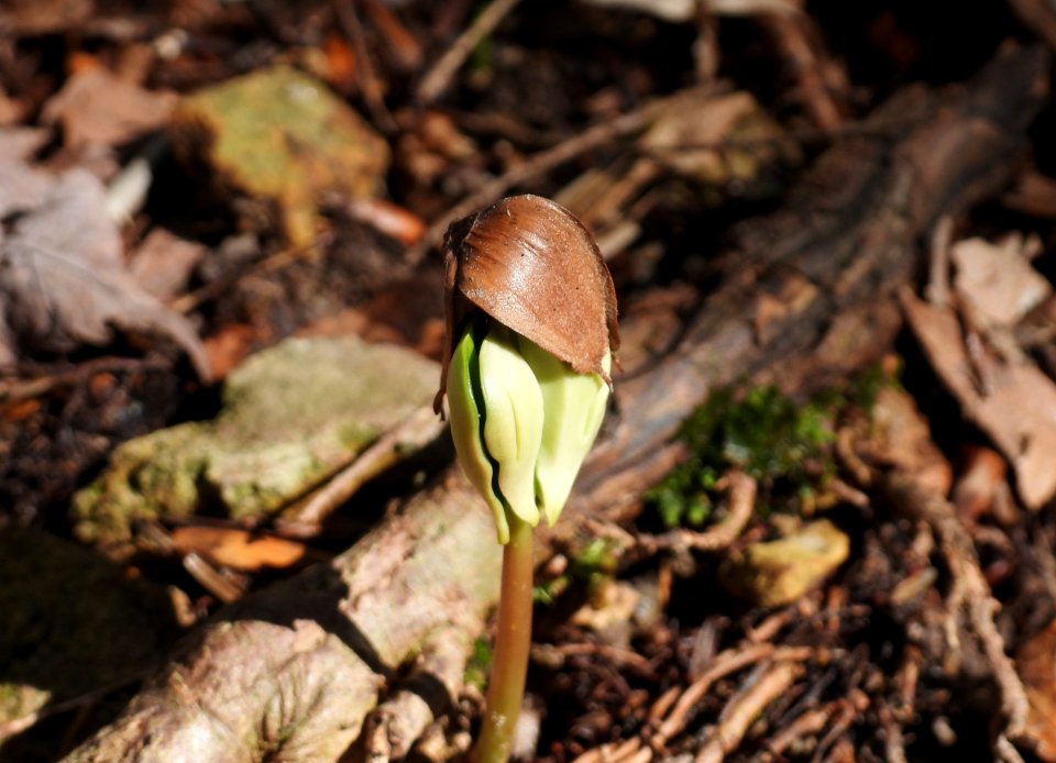 dscn0305.jpg