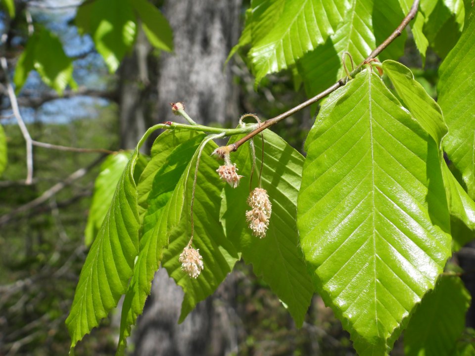 dscn2958.jpg